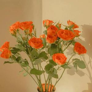 基德被揉到失禁崩溃文
